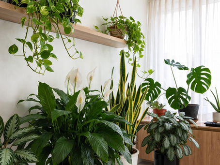 plantas que purificam o ar