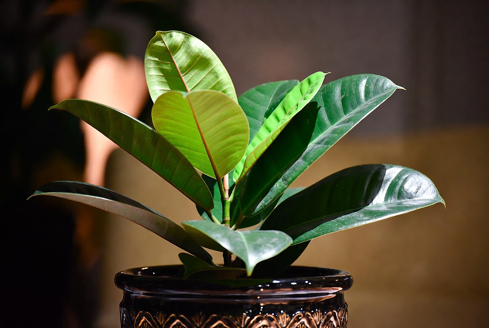ficus elastica (rubber plant)