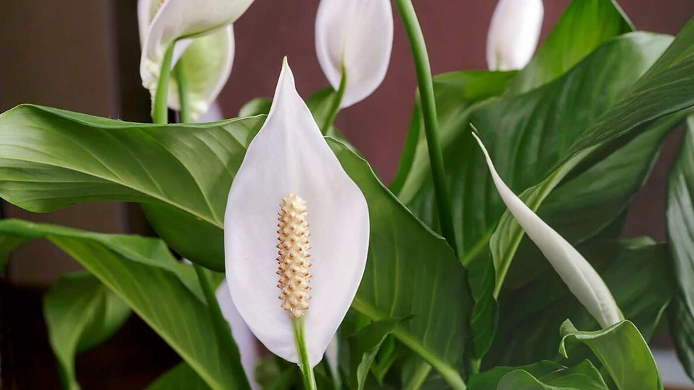 Lírio da Paz com suas flores brancas elegantes - uma das poucas plantas de sombra que floresce abundantemente