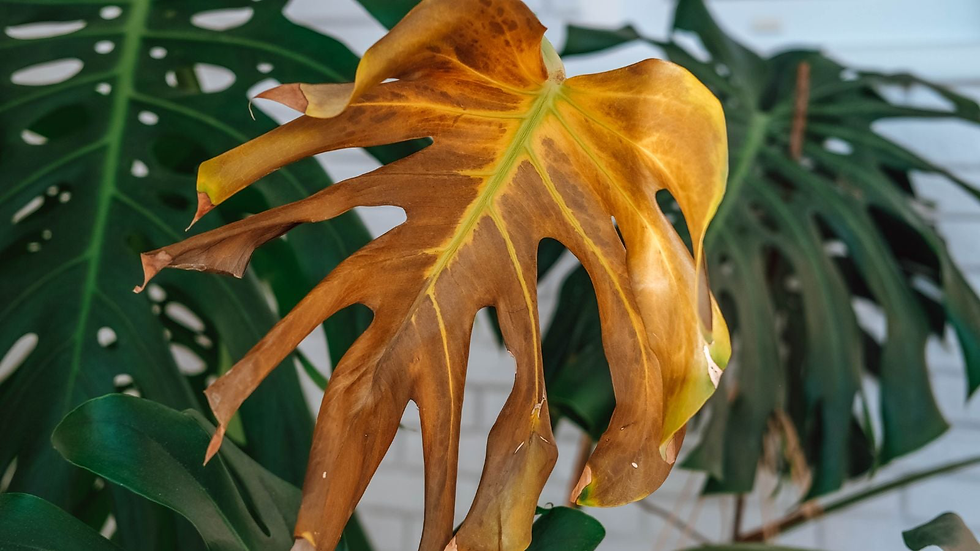 Folha de planta Monstera, seca e murcha
