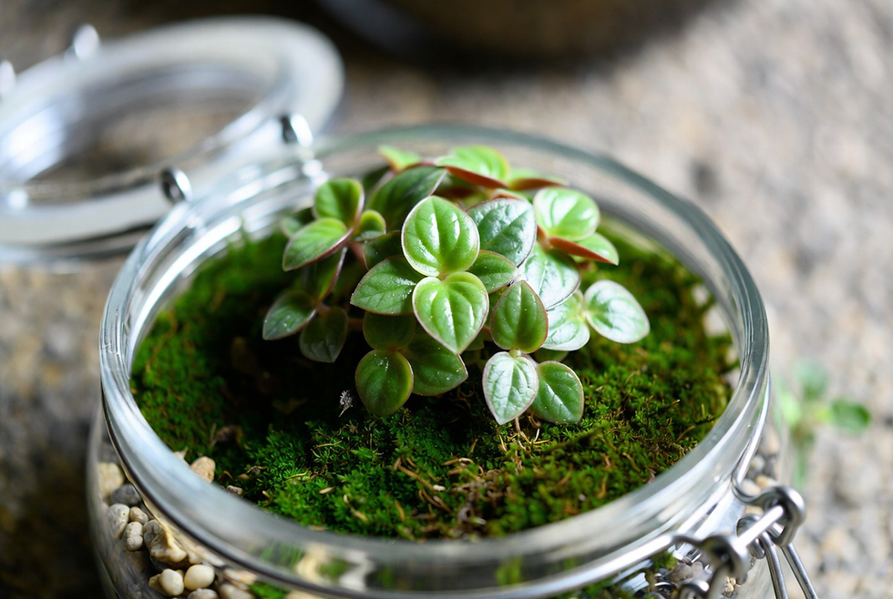 peperomia em terrario