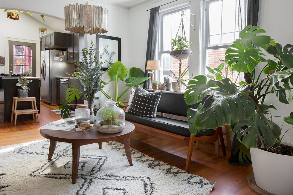 Monstera deliciosa grande em sala de apartamento com luz natural