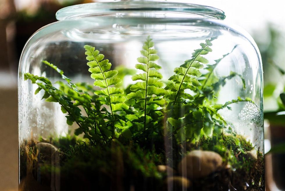 samambaia mini em terrario