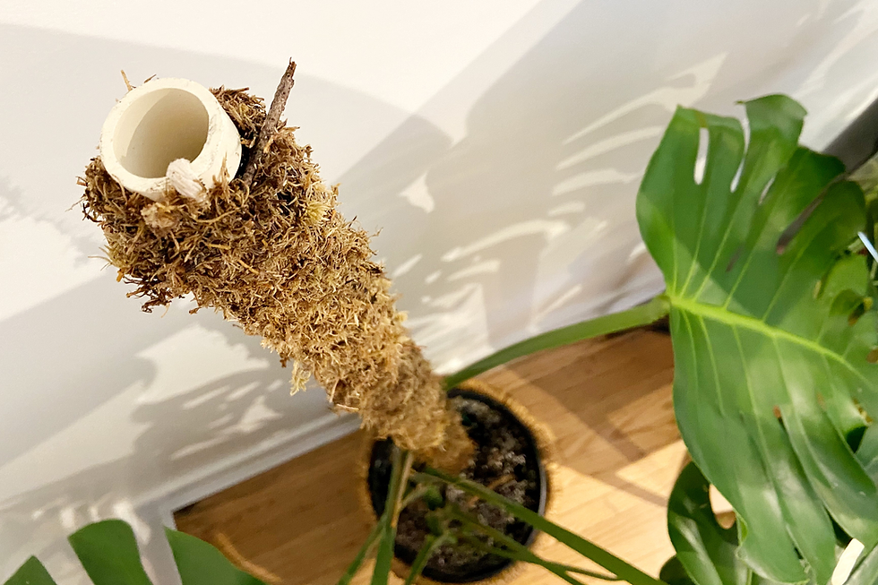 Suporte de musgo para planta monstera mostrando como a estrutura ajuda a planta a crescer verticalmente, proporcionando suporte e umidade.