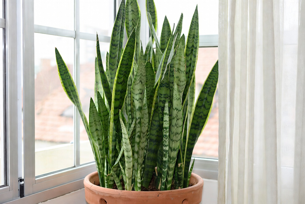 espada de são jorge (snake plant)