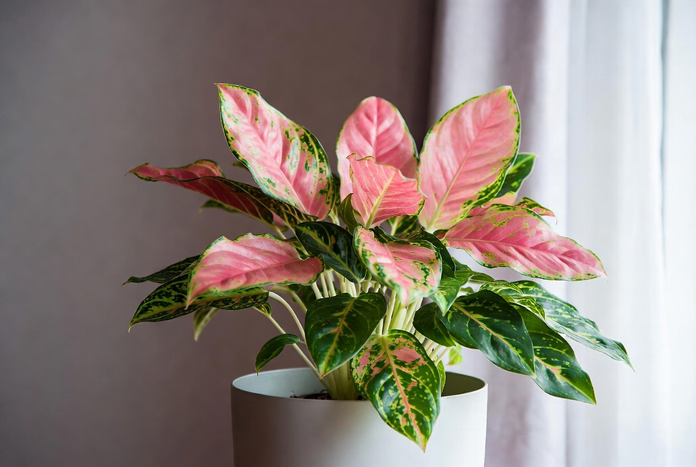 aglaonema