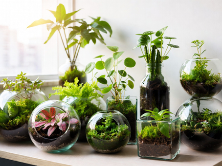 terrários e mini plantas