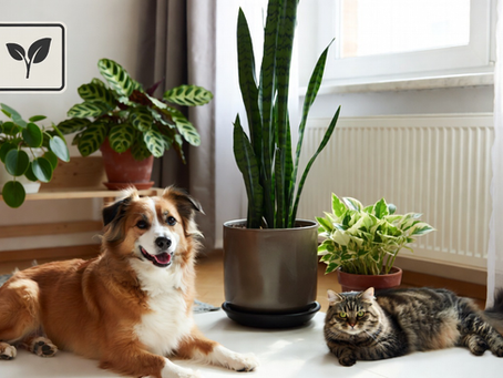 Plantas tóxicas para pets