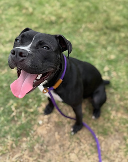 Freedom available from CCAS.jpg