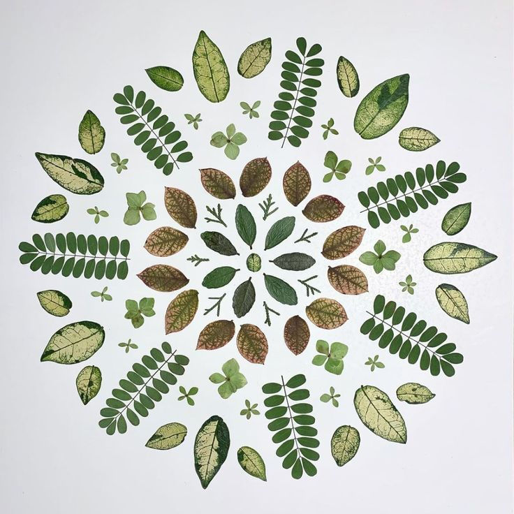Mandala Botánico  