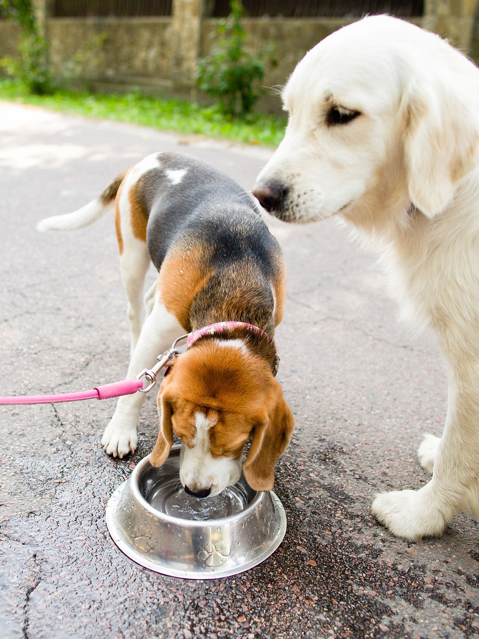 Dog drinking