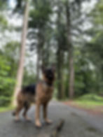 Pet Travel in France