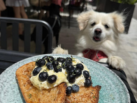 Dog at a dog-friendly restaurant in Hong Kong