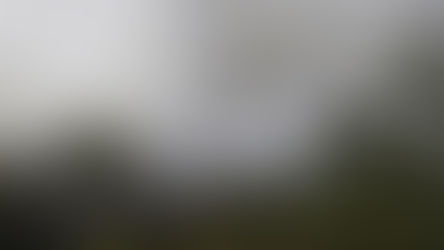 Feu de forêt à Halifax confirmé d'origine humaine