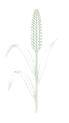 Pearl millet thumbnail