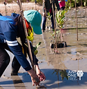 Planting Mangroves 2.png