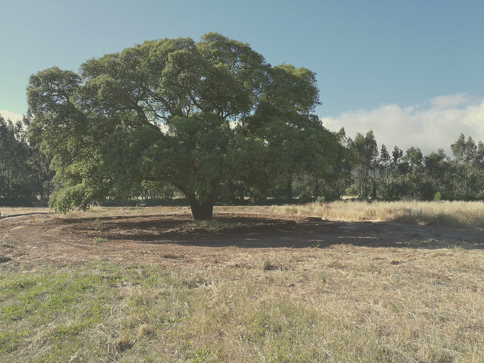 Site 1.png