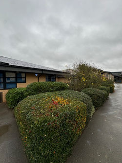 Commercial Shrub Bed Maintenance