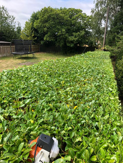 Hedge Trimming