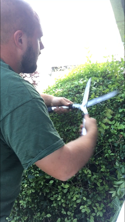 Shrub Trimming