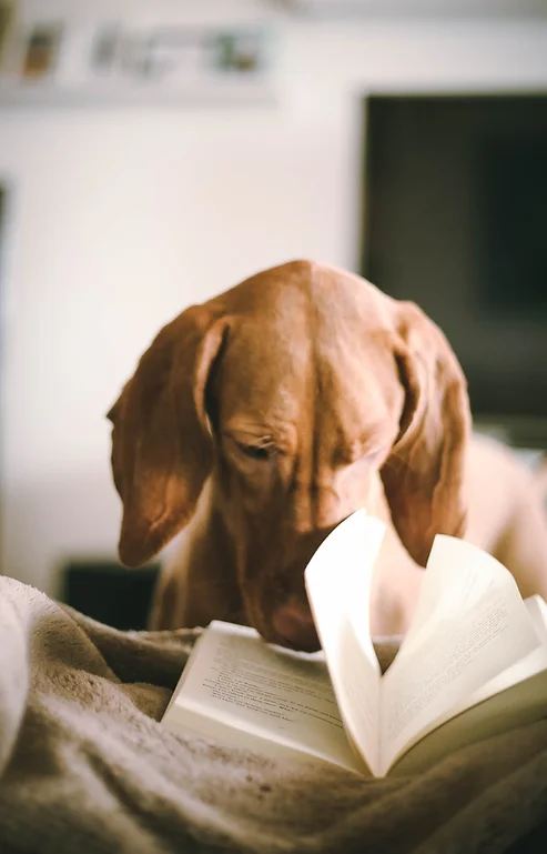 Dog with book