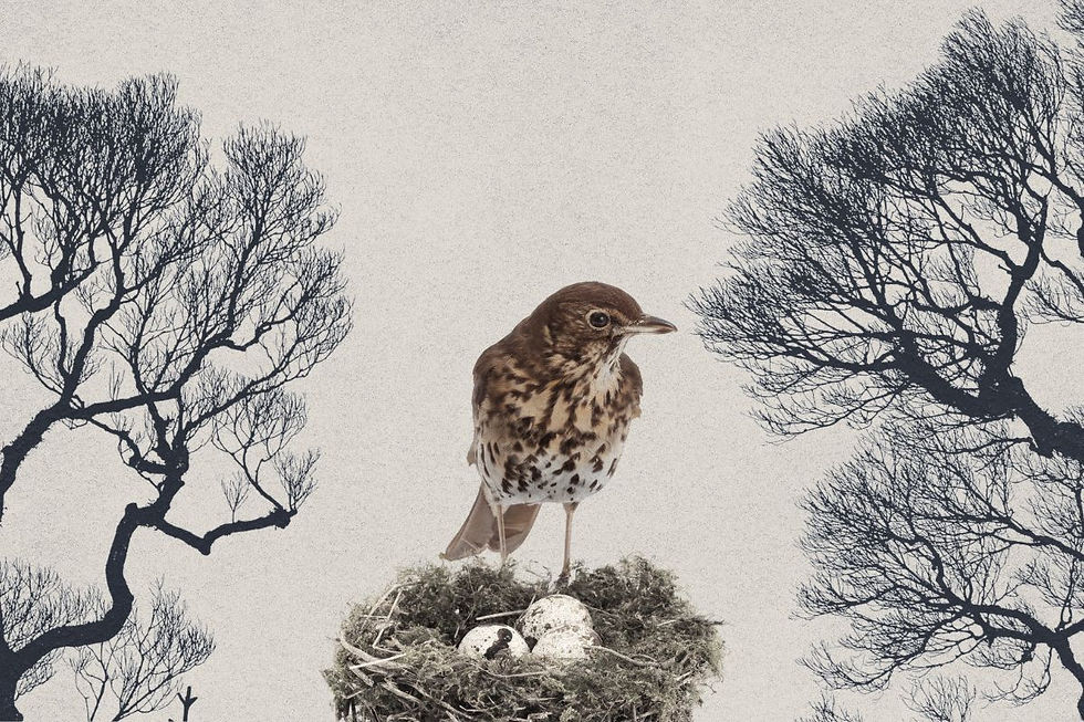 An illustrated bird is perched on a nest, watching over 3 eggs. Around it, dark and ominous leafless tree silhouettes.