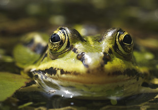 frog_16937208.jpg