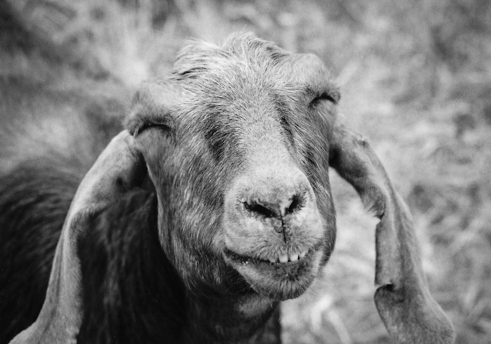 Smiling Goat, Los Olivos, CA, 1992