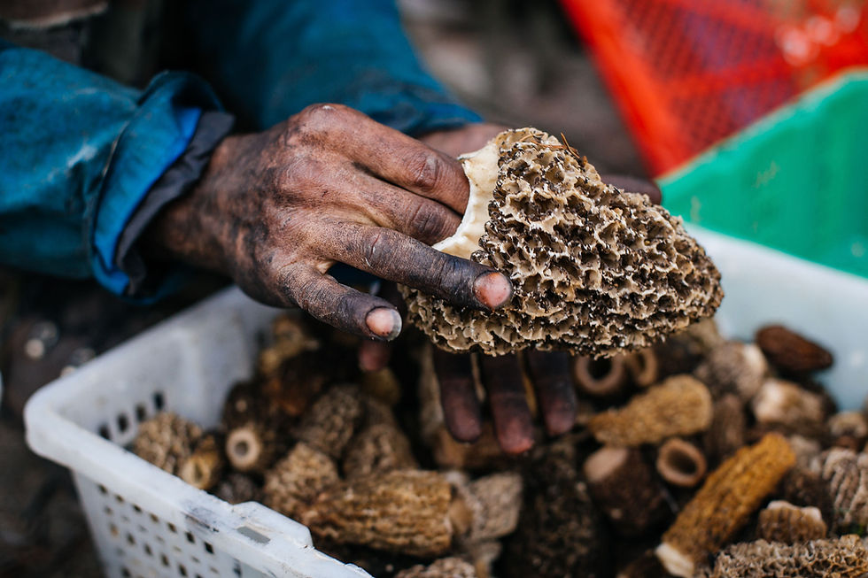 Thumbnail: Morille Grises