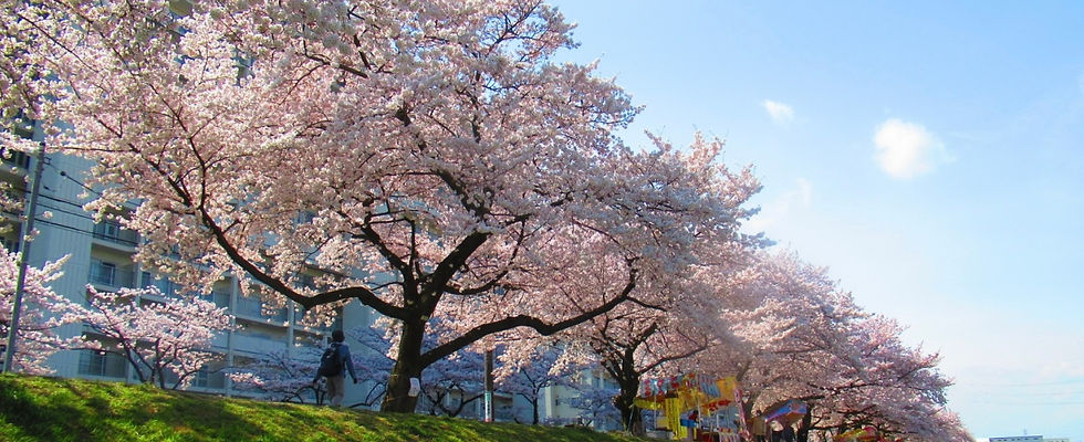 Yanasegawa (Saitama_Japan).JPG