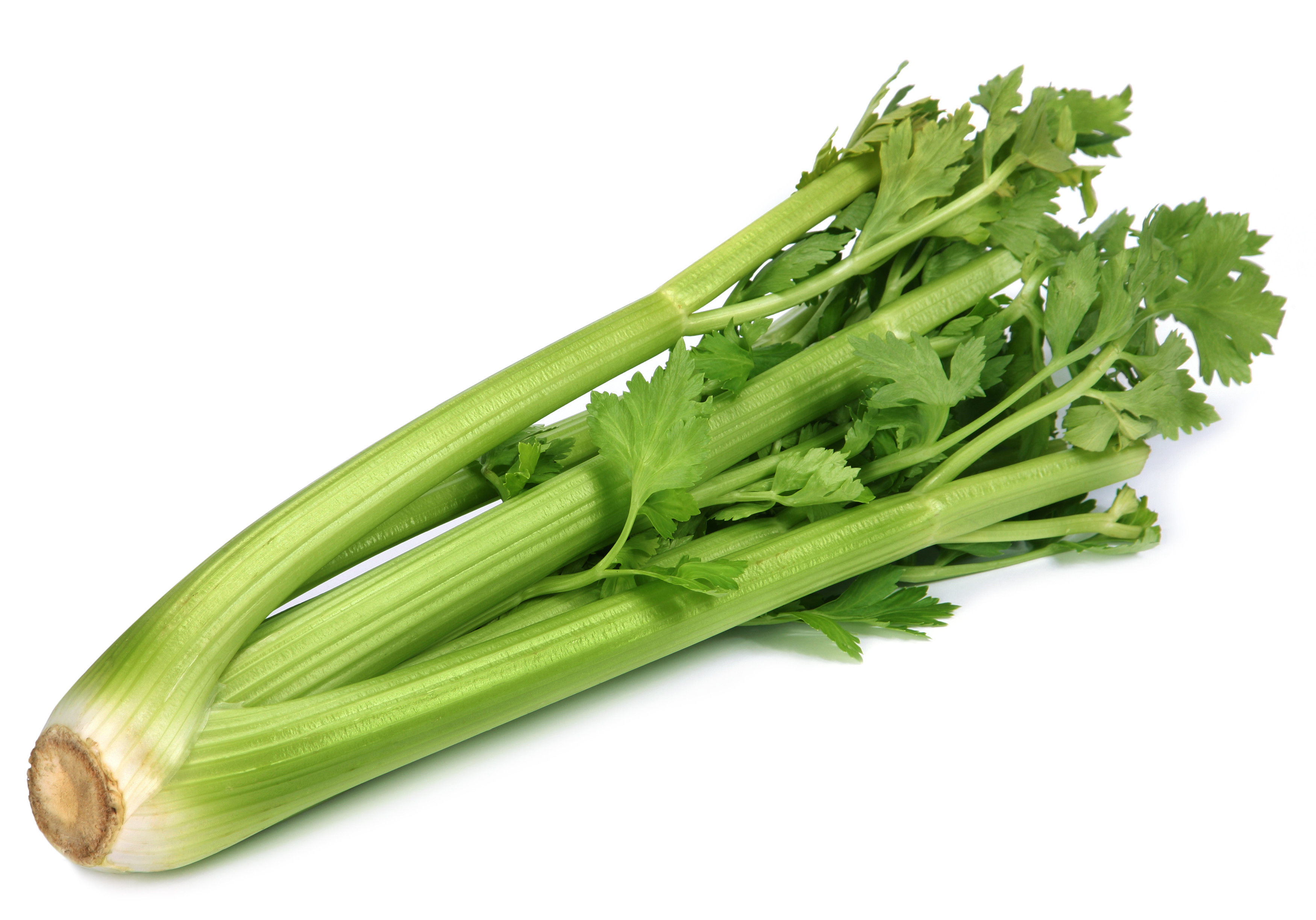Celery | Apio