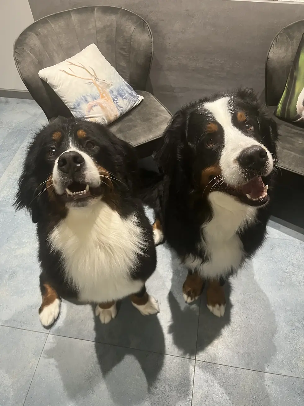 bernese_vetinn.webp