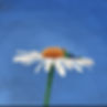 Hintergrund_Blume.jpg