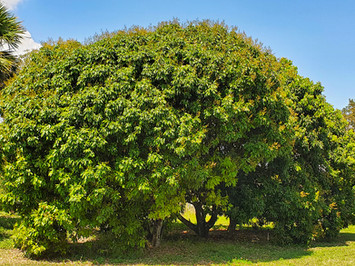 Lychee Trees.jpg