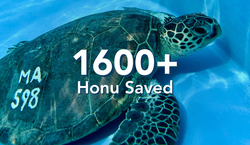 1600+ Honu Saved