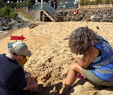 A family being educated on Hawaiian monk seals