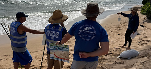 Hawaiian monk seal training.