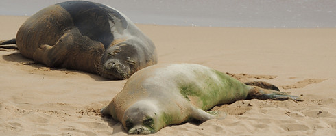 Two Hawaiian monk seals hauled out on a beach