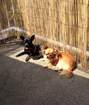 Guapa und Leon