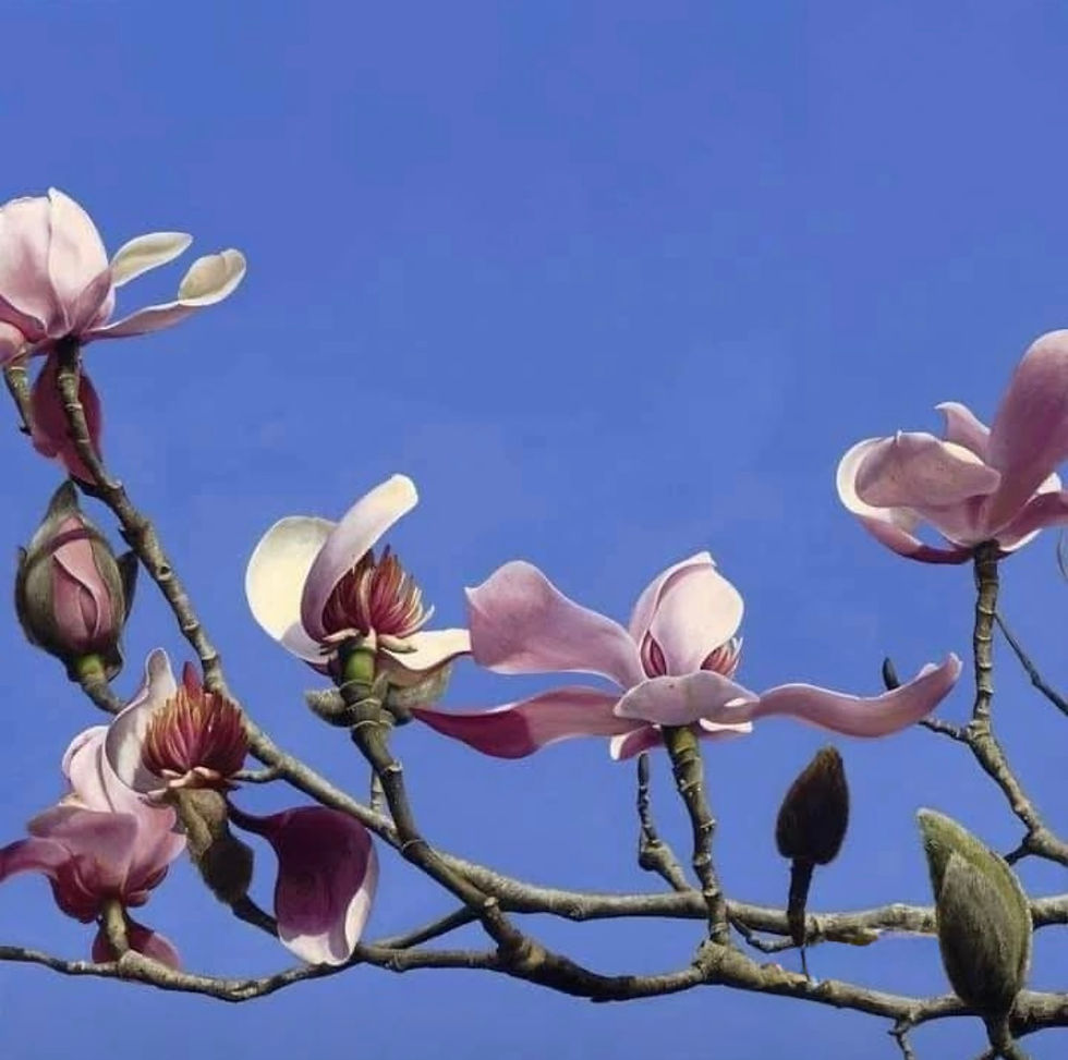 Pink Magnolia - Print