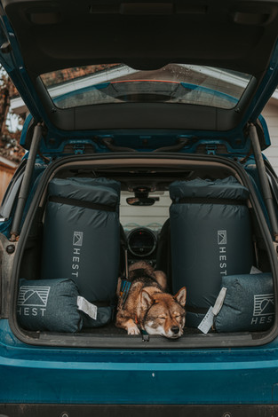 dog with HEST mattresses inside car trunk