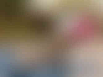 a shikoku in colorado