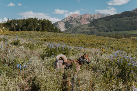 Everything you Need to Know for Raising your first Shikoku Puppy