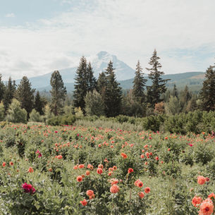 Flower Meadow in Mt Hood