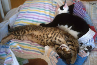 sleeping cats
