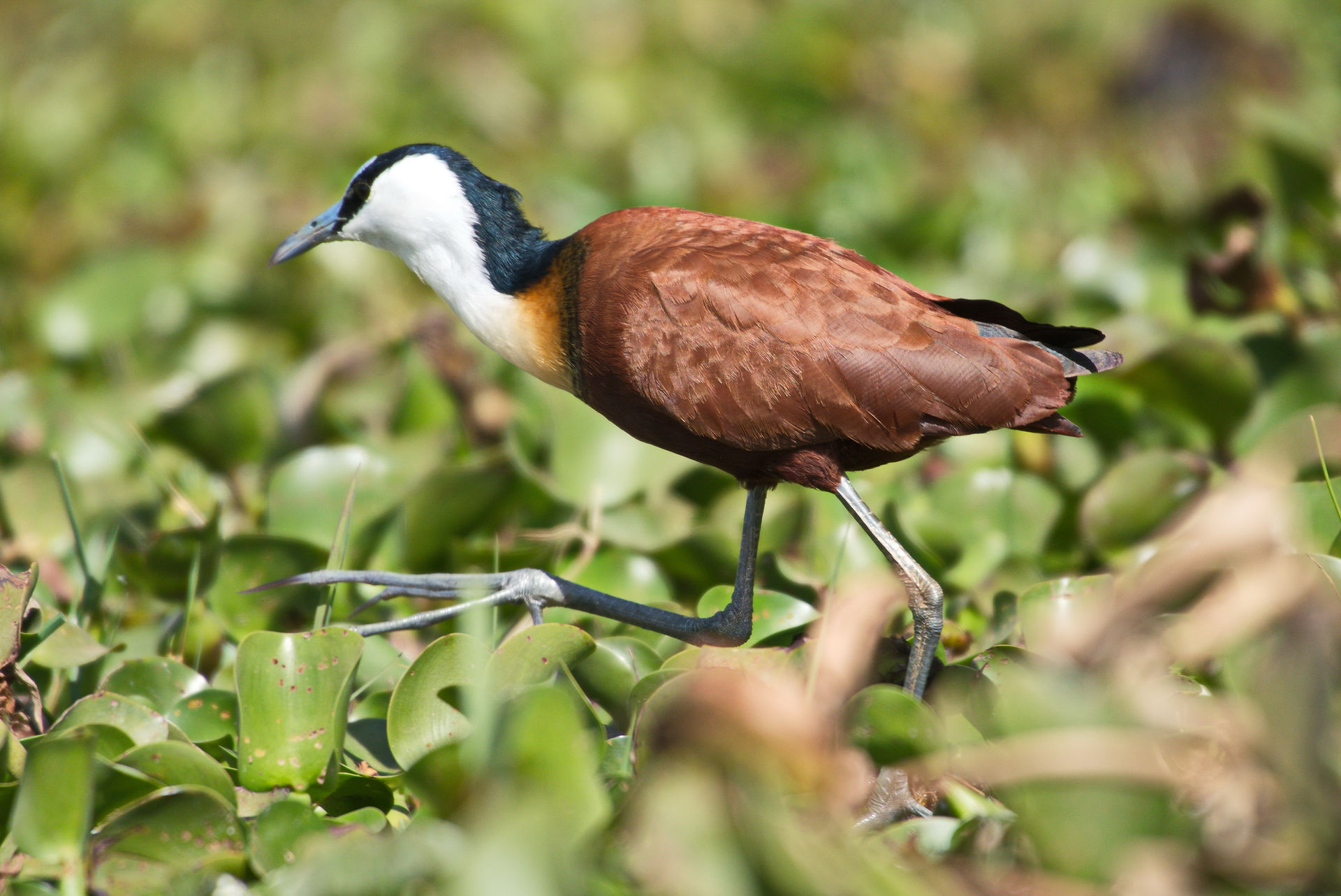 Jacana (Jesus bird)