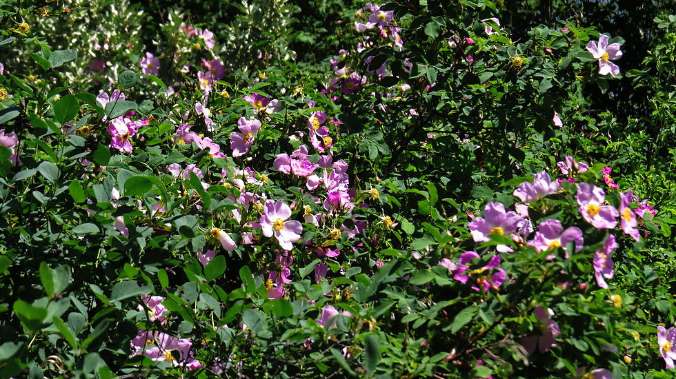 Wild Roses