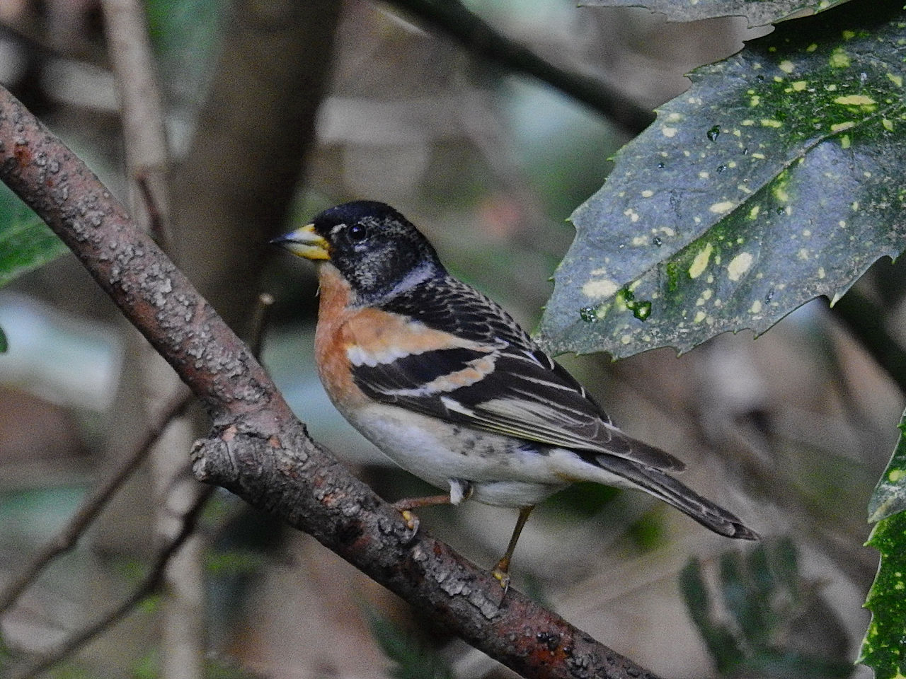 Brambling