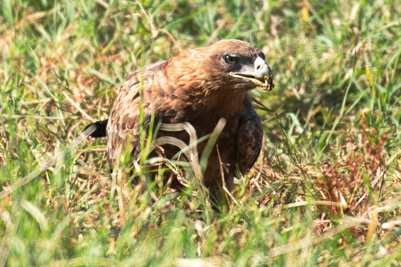 Tawny eagle eating the kill