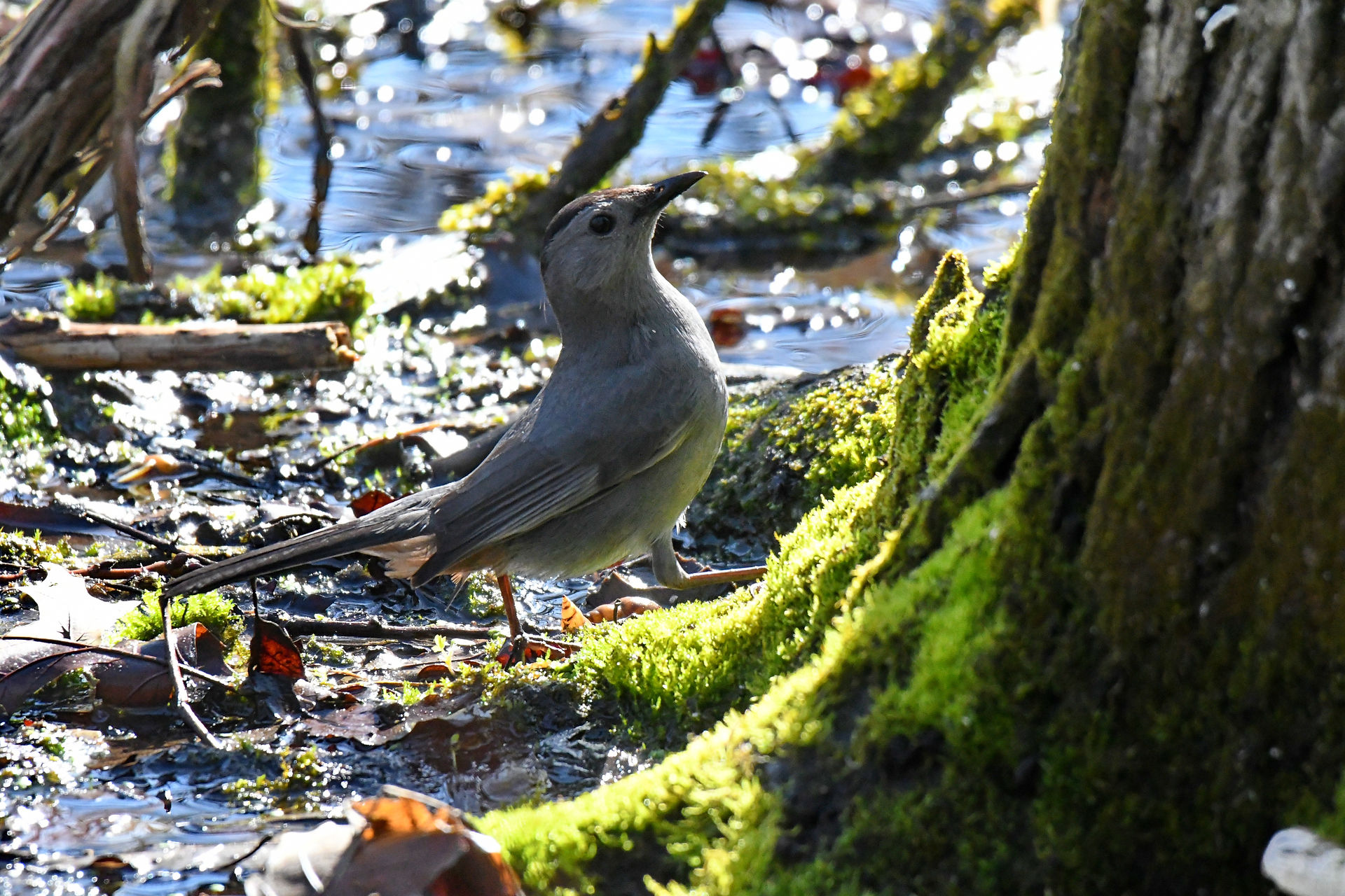 Gray Catbird